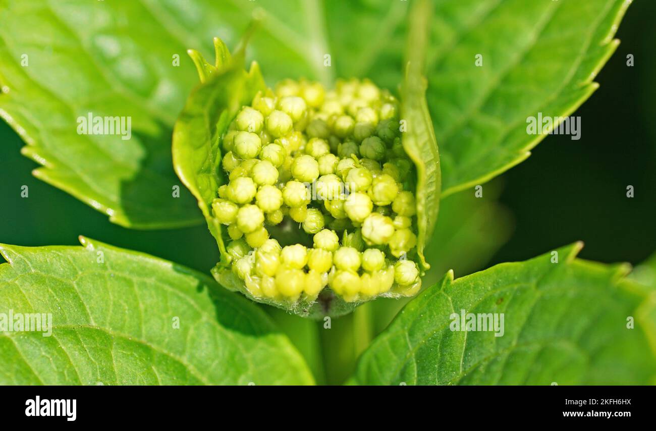 Hydrangea Budding Buds or birth of a hydrangea in a garden Stock Photo - Alamy