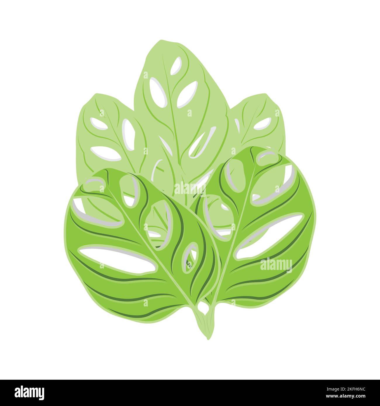 Monstera adansonii Leaf Logo, Green Plant Vector, Tree Vector, Rare Leaf Illustration Stock Vector