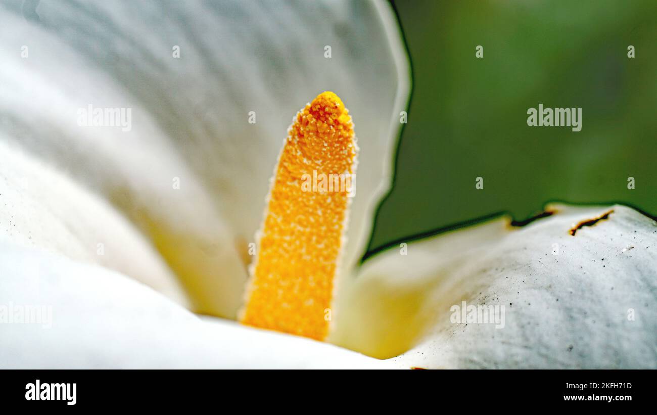 Cala or water lily in a garden in Gijón, Principality of Asturias