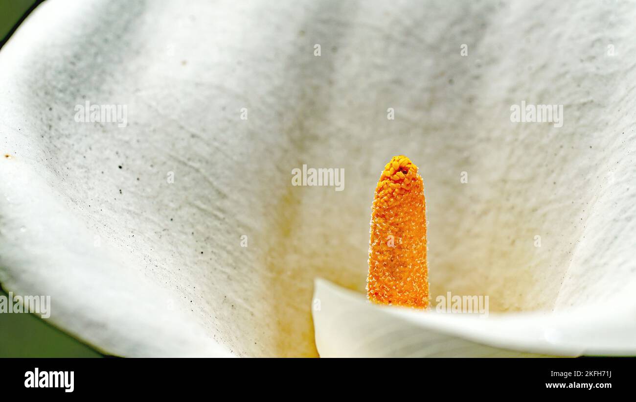Cala or water lily in a garden in Gijón, Principality of Asturias