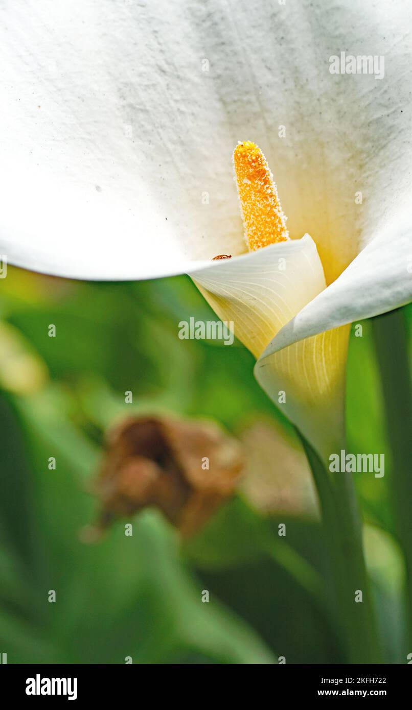 Cala or water lily in a garden in Gijón, Principality of Asturias