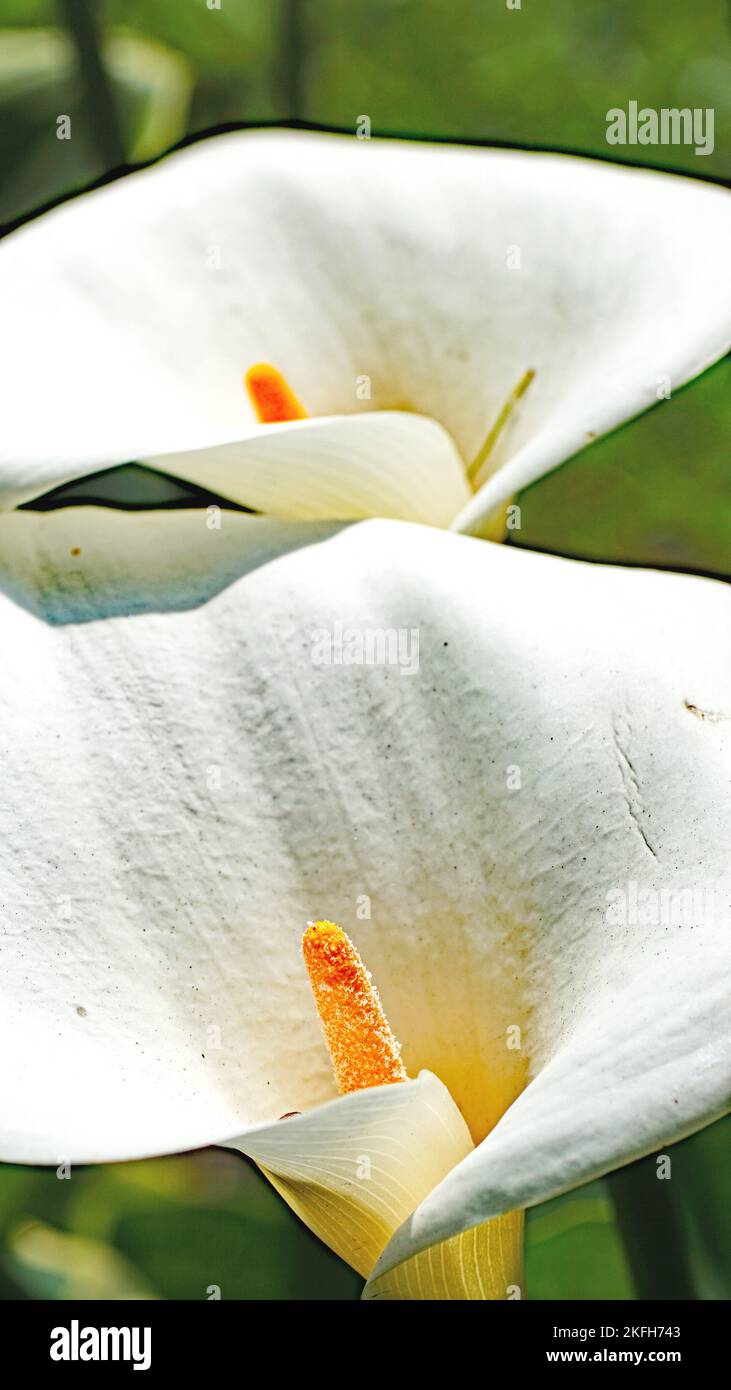 Cala or water lily in a garden in Gijón, Principality of Asturias