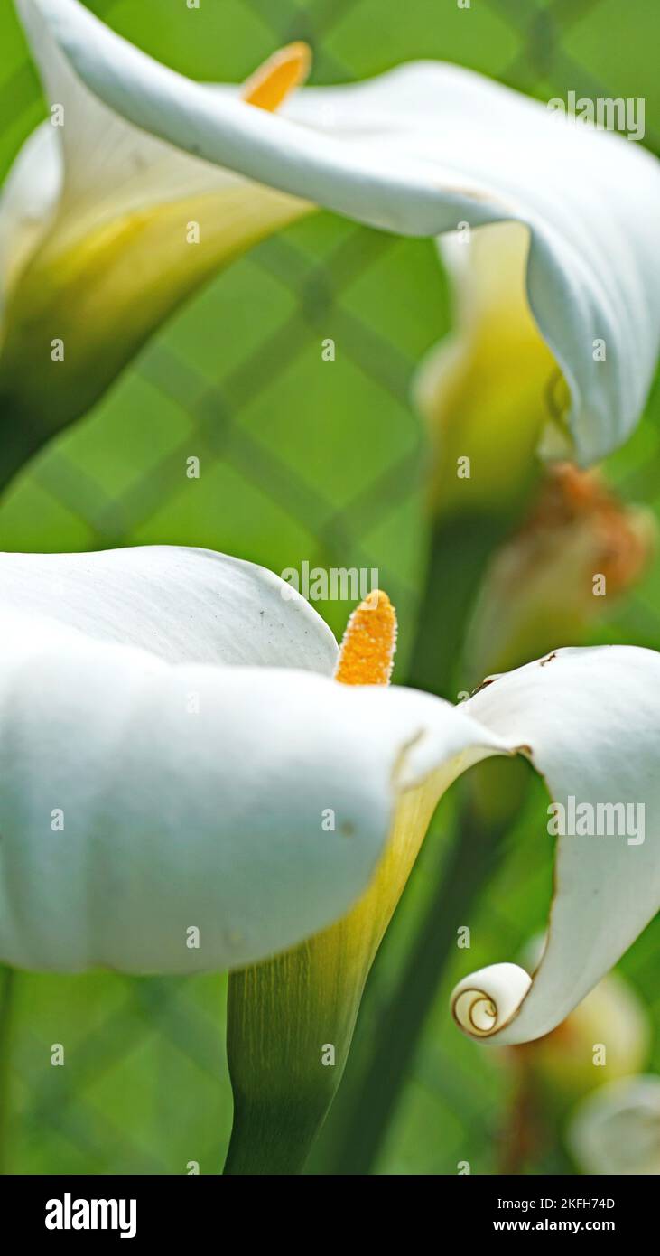 Cala or water lily in a garden in Gijón, Principality of Asturias