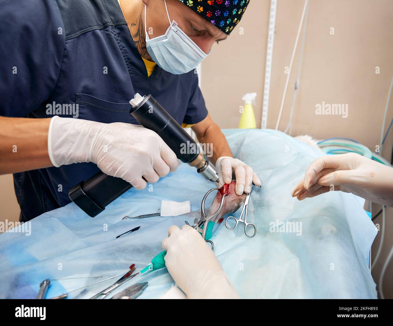 veterinary medical team performing an operation. spaying and neutering