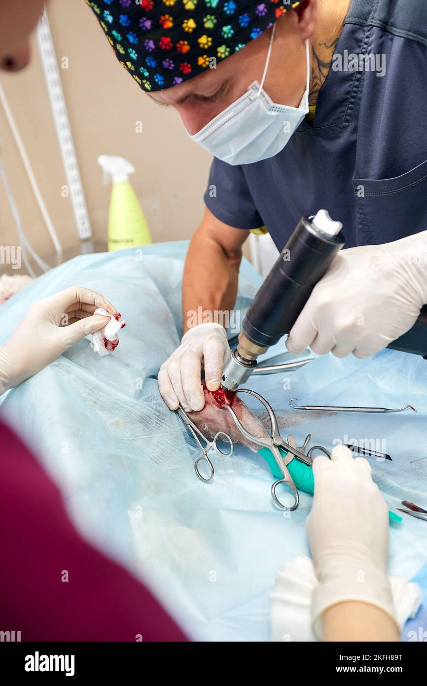 veterinary medical team performing an operation. spaying and neutering ...