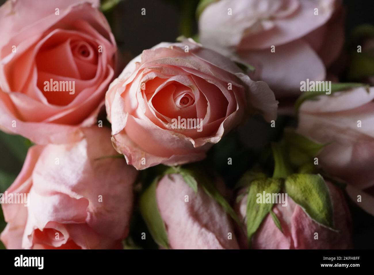 Closeup photography of pale pink roses Stock Photo - Alamy