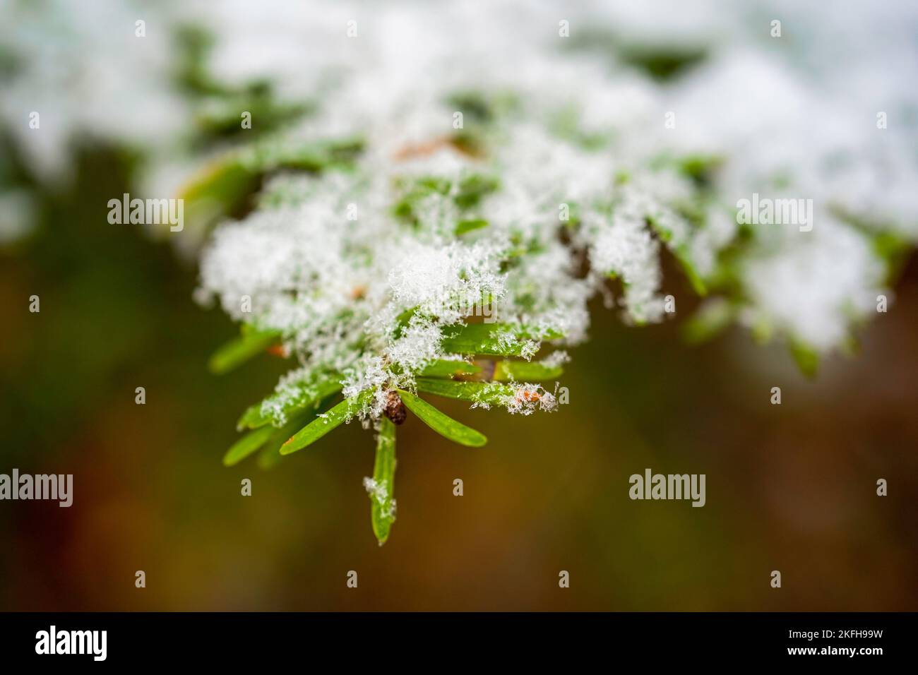 Close up of evergreen foliage covered in snowflakes. Stock Photo