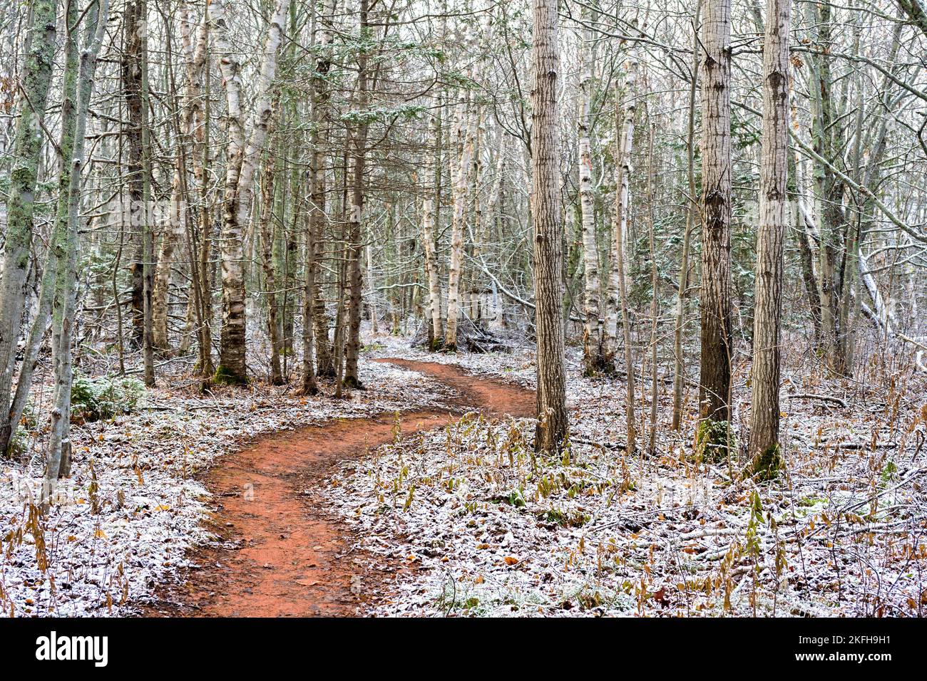 Light snowfall in a deciduous forest. Stock Photo
