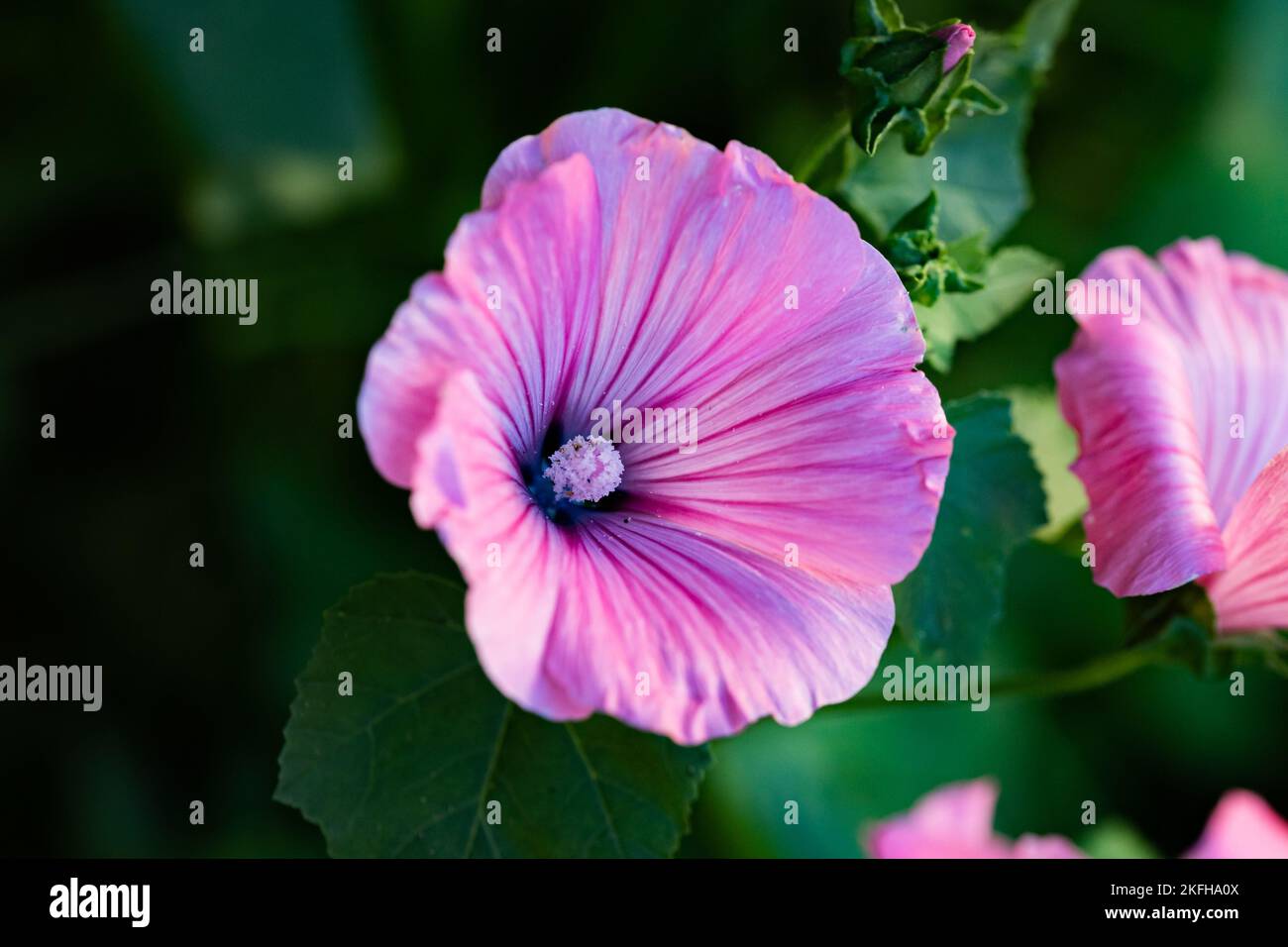 A closeup of blooming purple flower against blur green background Stock ...