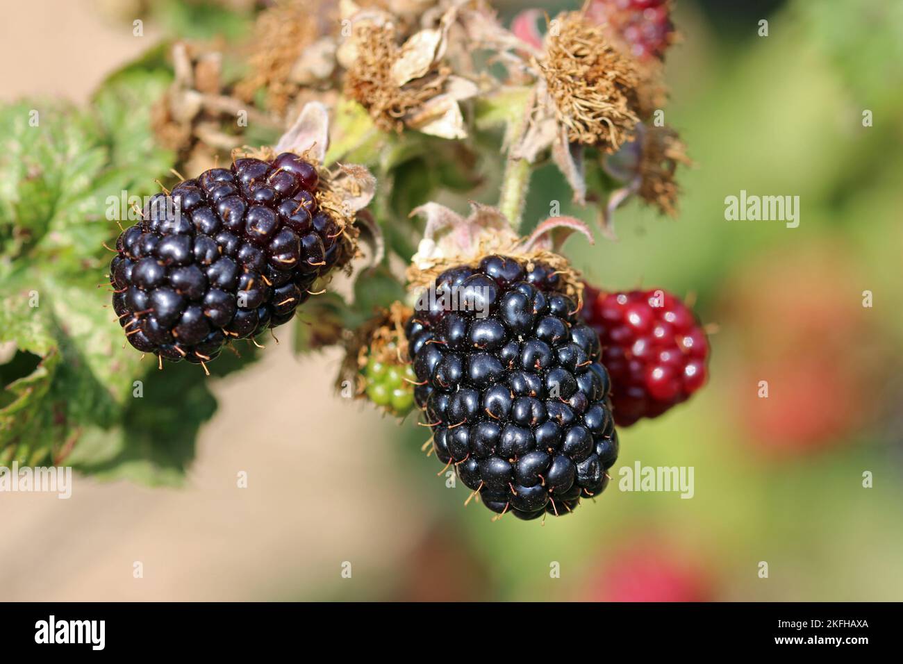 Cultivated ripe and unripe black and red blackberry, Rubus, fruits in close up, on the bush with a background of blurred leaves. Stock Photo