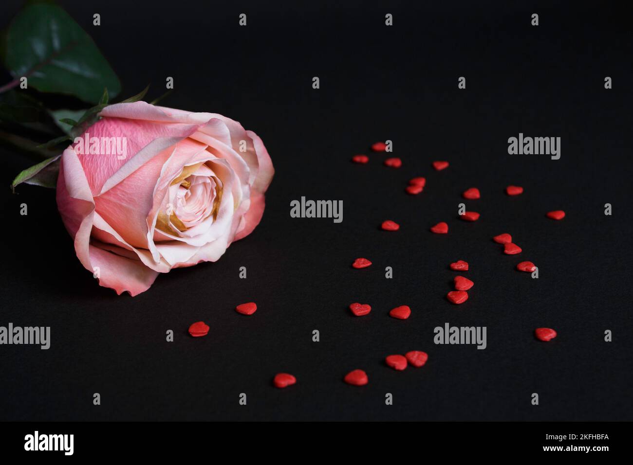 Gently pink rose on a black background, a scattering of red hearts. Romantic mood. Valentine's Day concept. Empty space for text. Banner or postcard. Stock Photo