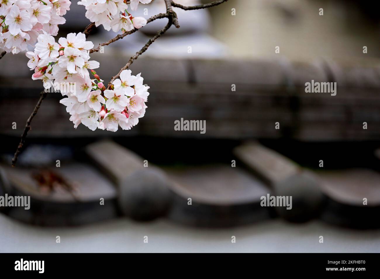 Scenery of Japan White mud wall with tiles and cherry blossoms Stock Photo