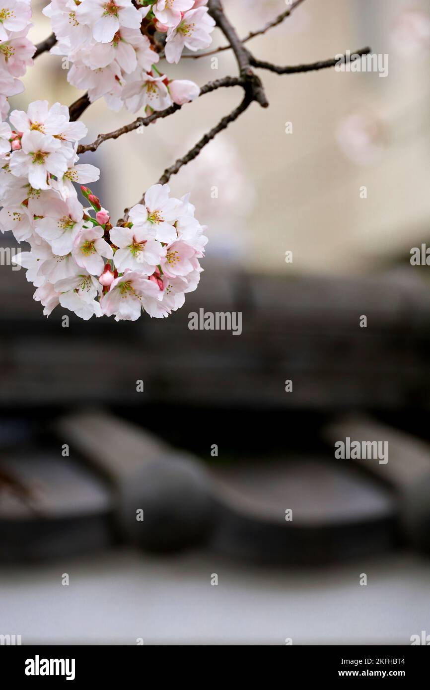 Scenery of Japan White mud wall with tiles and cherry blossoms Stock Photo