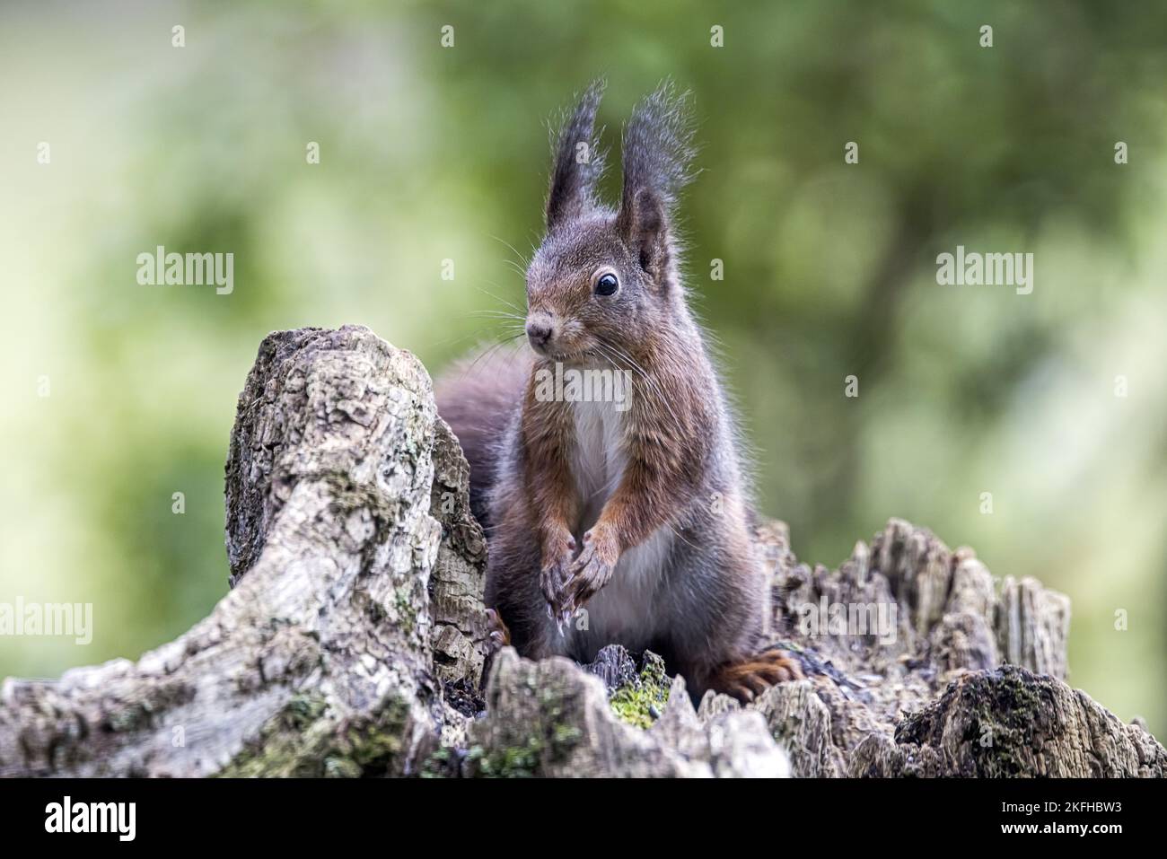 Squirrel sitting on tree stump Stock Photo