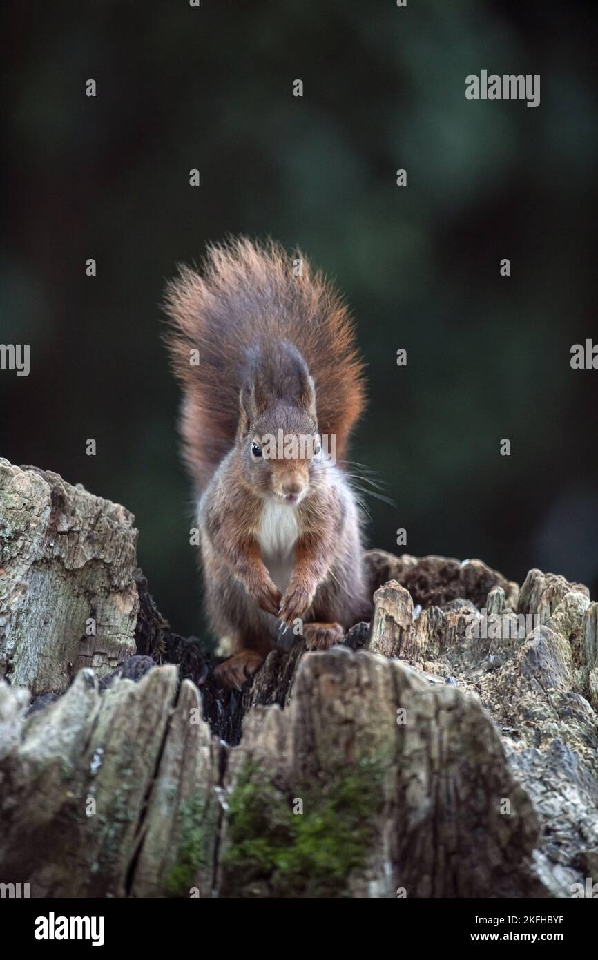 Squirrel sitting on tree stump Stock Photo