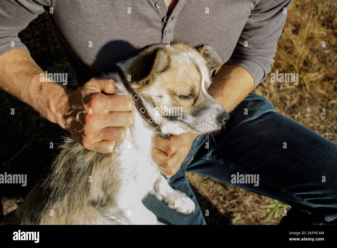 The dog is unwilling. The man hurts the dog. Animal rights. Stock Photo