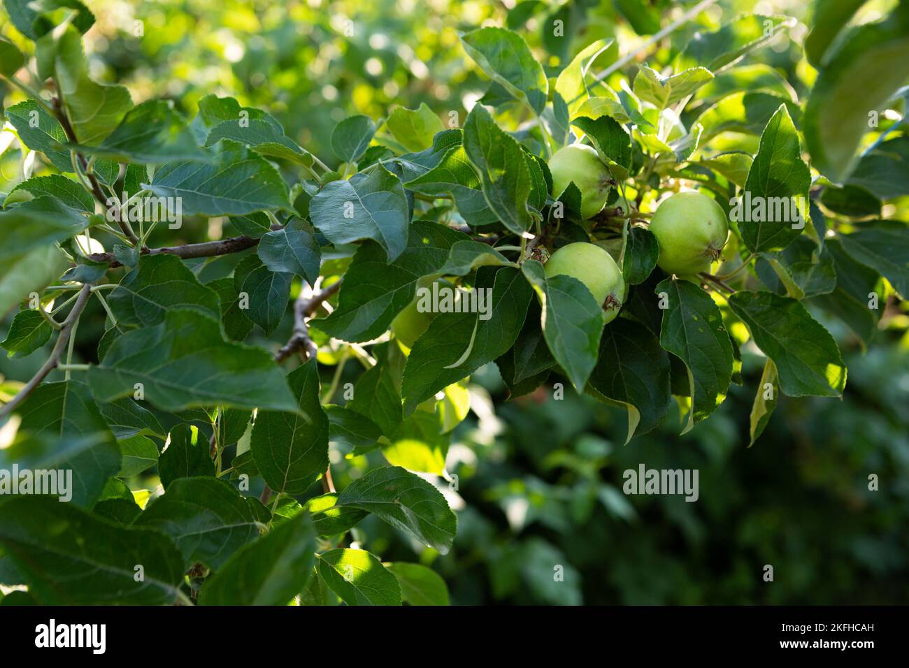 Spring garden green apples on tree Stock Photo