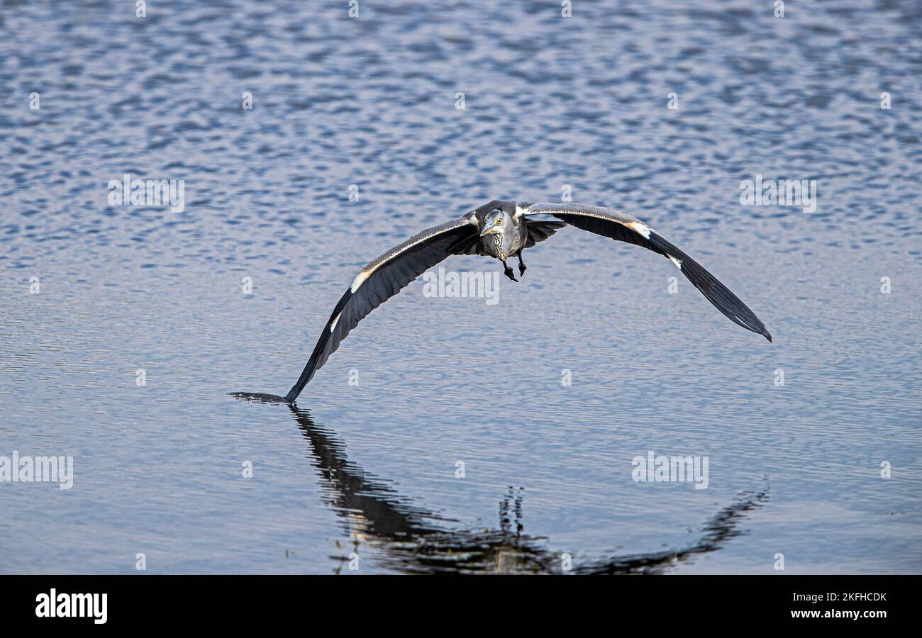 grey heron Stock Photo