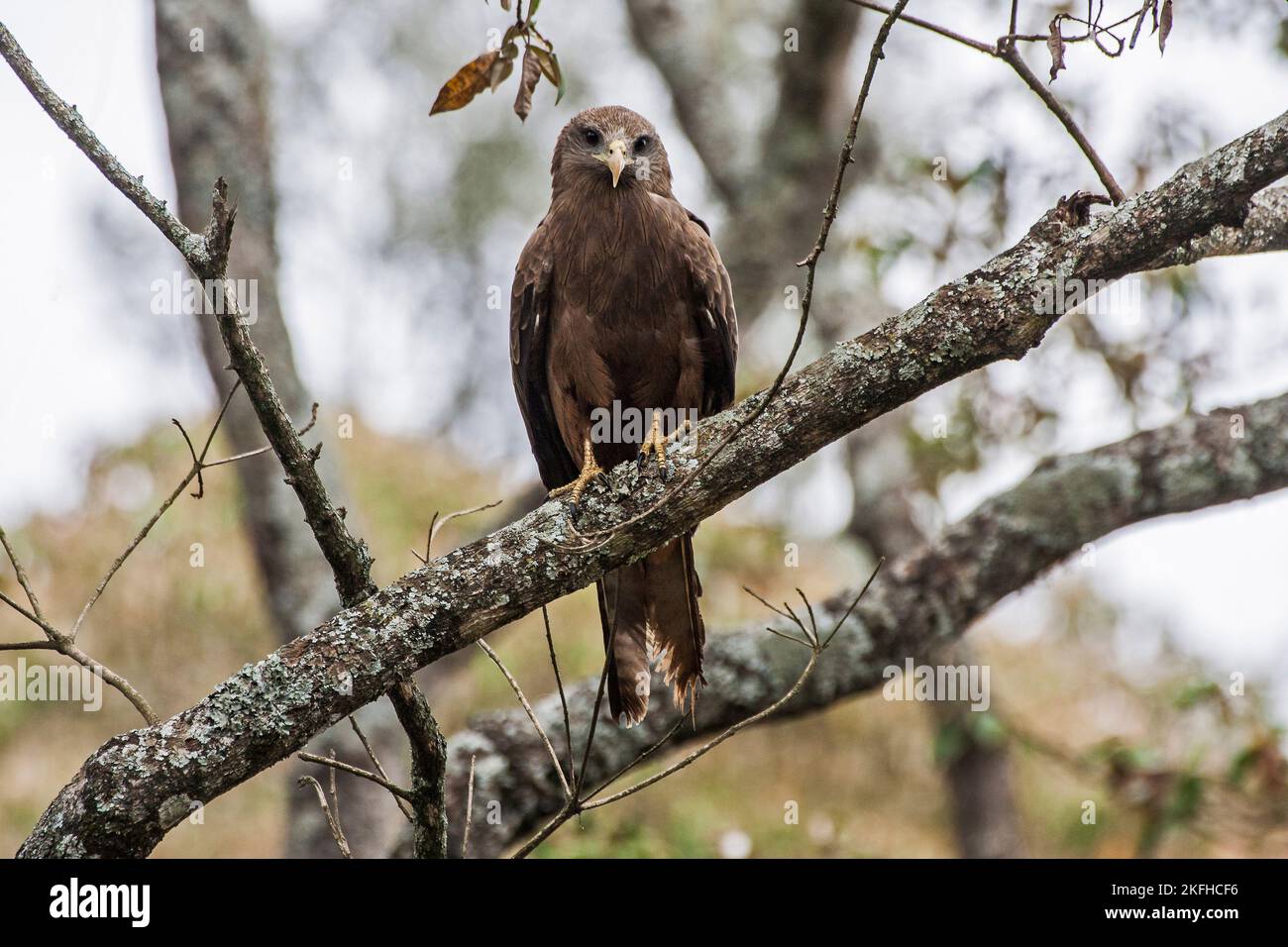 Yellow-billed Kite Stock Photo
