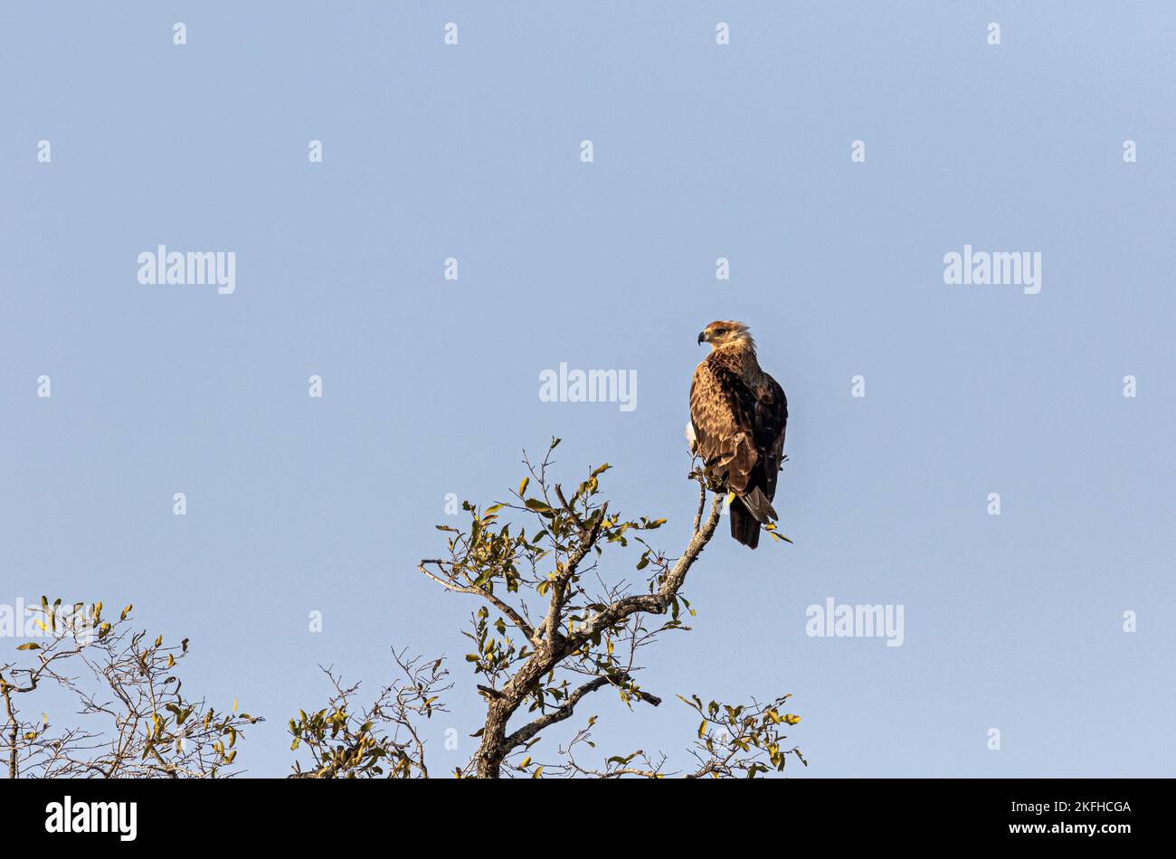 Wahlberg's eagle Stock Photo
