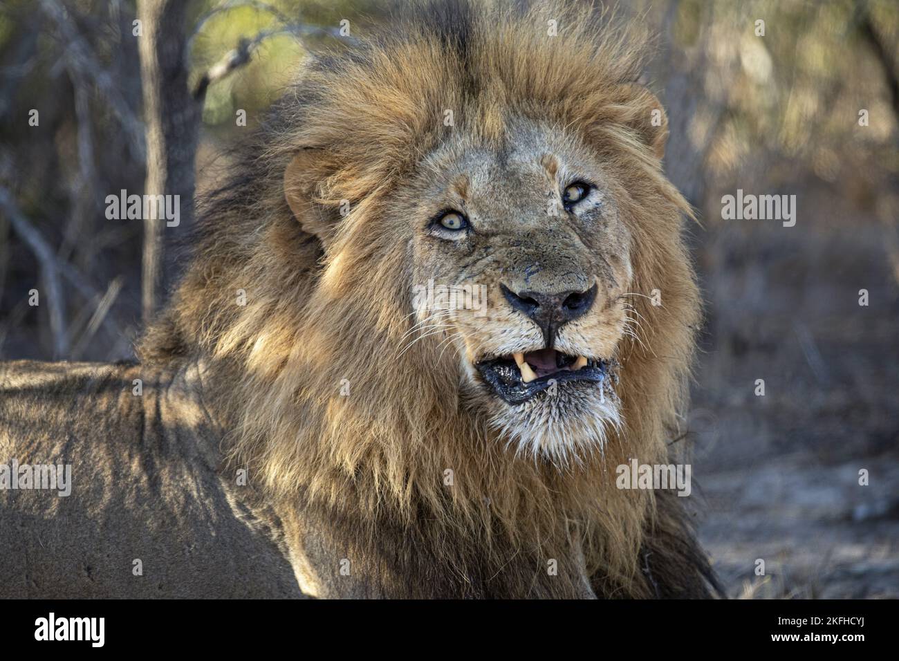 Male lion roar side view hi-res stock photography and images - Alamy