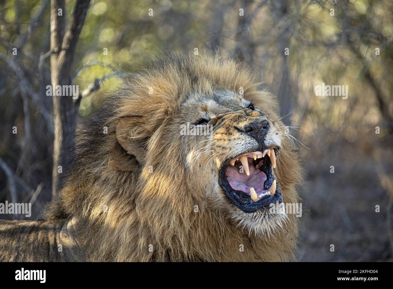 Male lion roar side view hi-res stock photography and images - Alamy