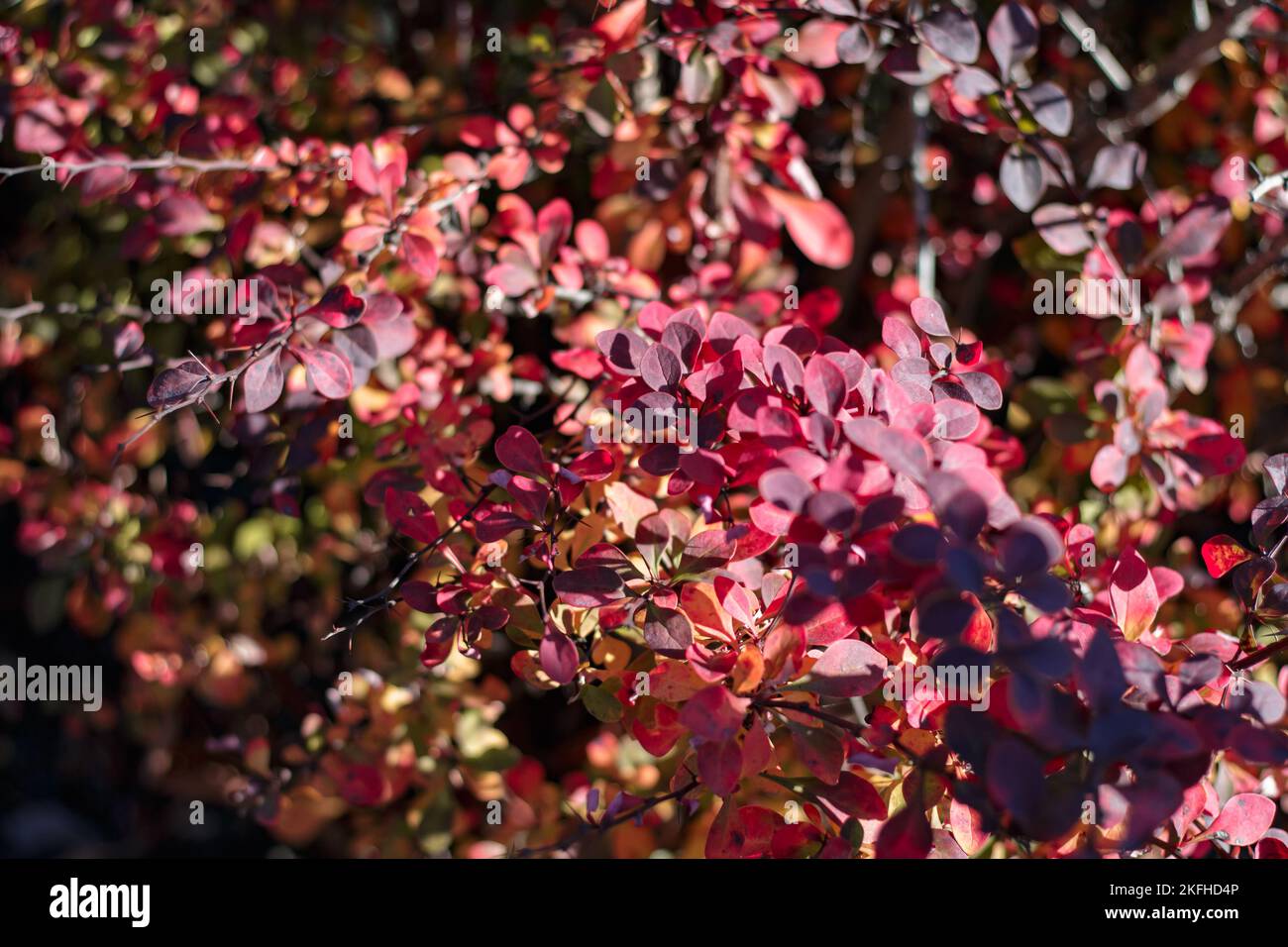 Bush of barberry in the autumn with dark red leaves. Bunches of bushes with red-orange leaves. Background image. Berberis, commonly known as barberry. Stock Photo