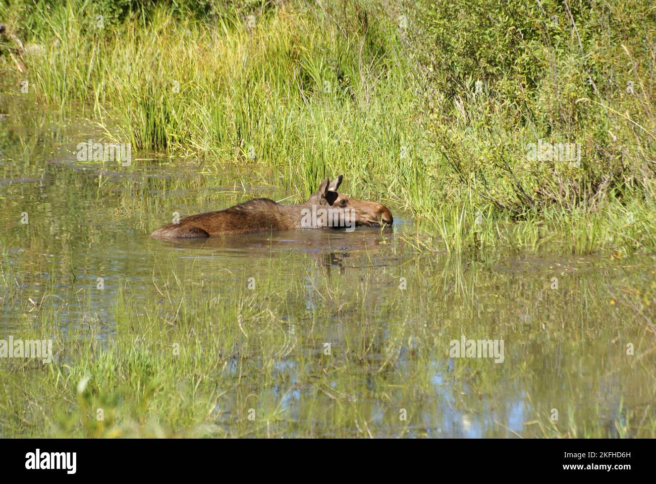 Moose cooling off in the hot summer heat in the Canadian Rocky Mountains Stock Photo