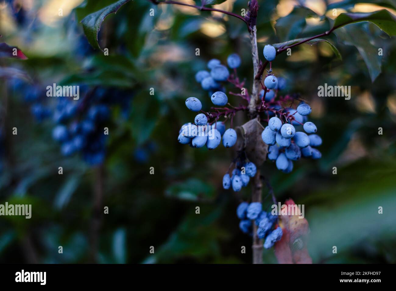 Climbing plants with berries hi-res stock photography and images - Alamy