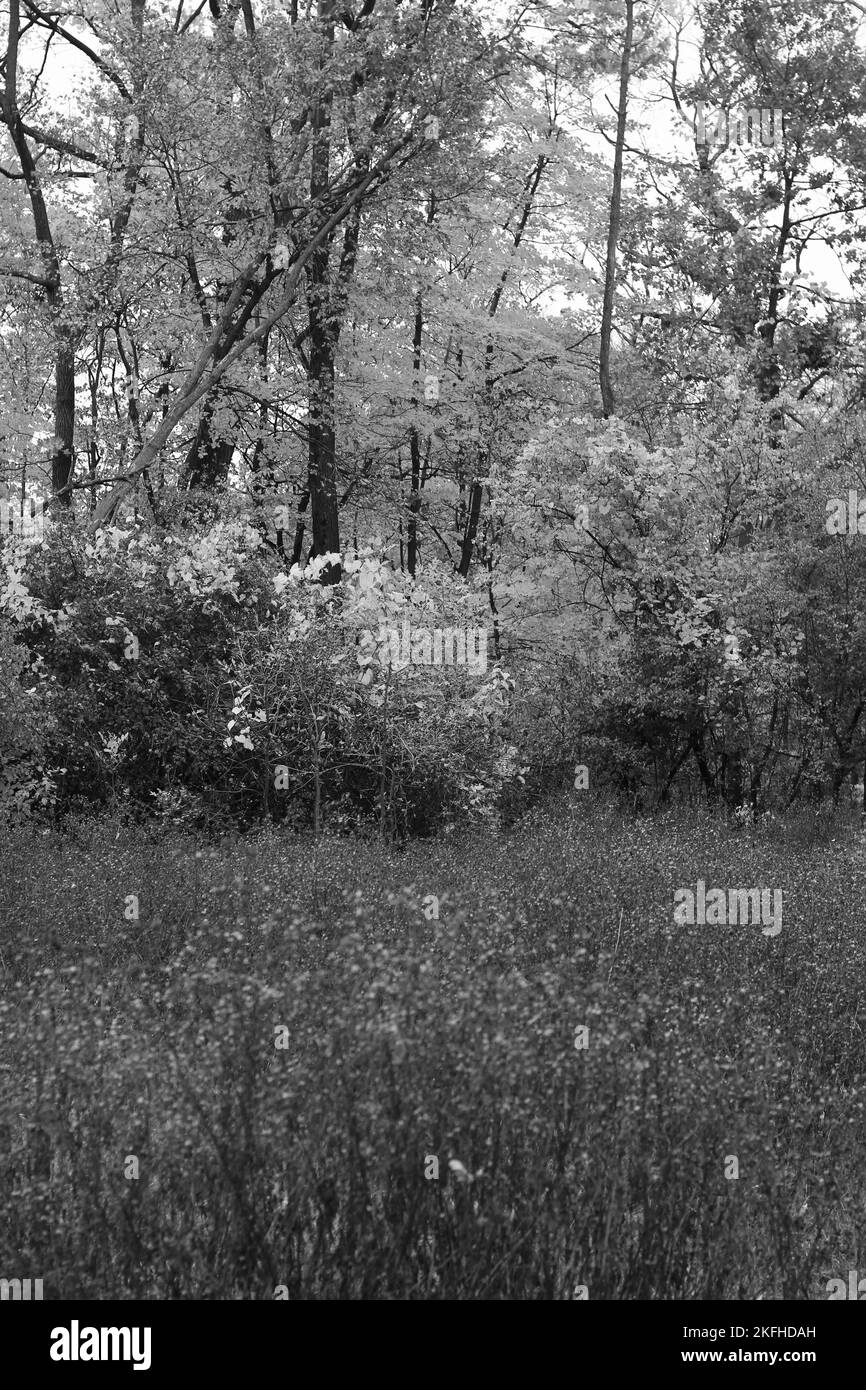 Autumn bushes and trees growing in the wild overgrown meadow in a black and white monochrome. Stock Photo