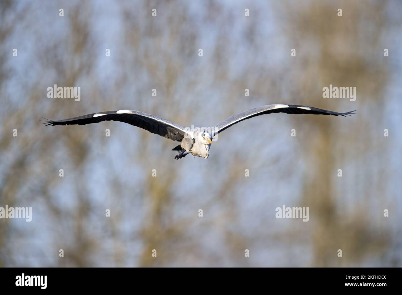 flying Grey Heron Stock Photo