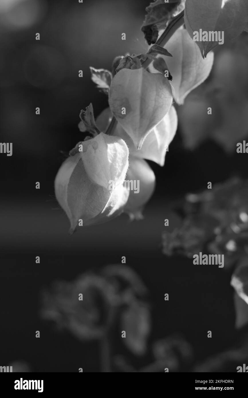 Cute tomatillos growing in the fields in a black and white monochrome. Stock Photo