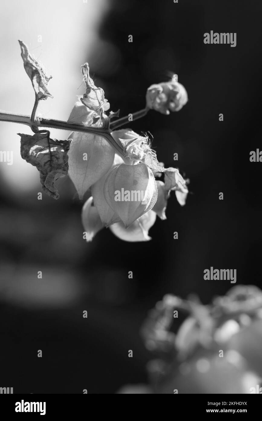 Fresh tomatillos growing in the morning meadow in a black and white