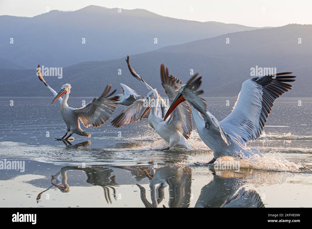 CAN DALMATIAN PELICANS FLY visual data 5