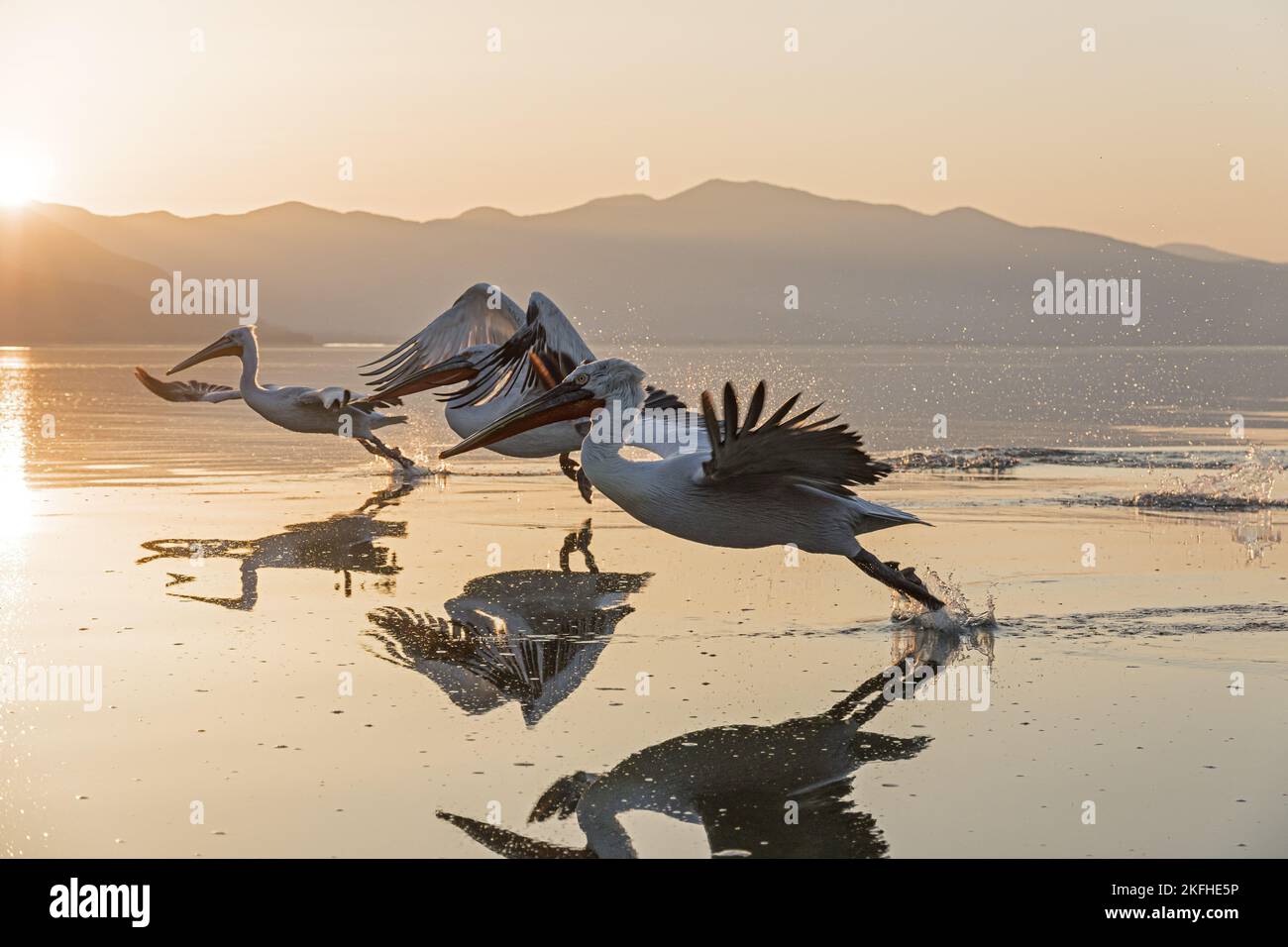 CAN DALMATIAN PELICANS FLY intelligence overview