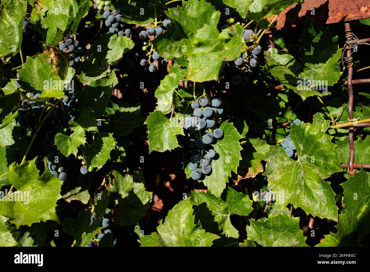 Grapes in vineyard, Isabella wine grapes. Rustic vineyard on an old