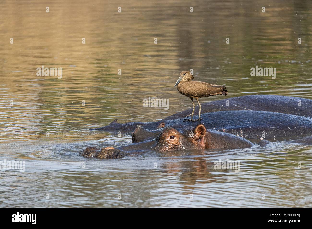 River Horses and Hammerhead Stock Photo Alamy