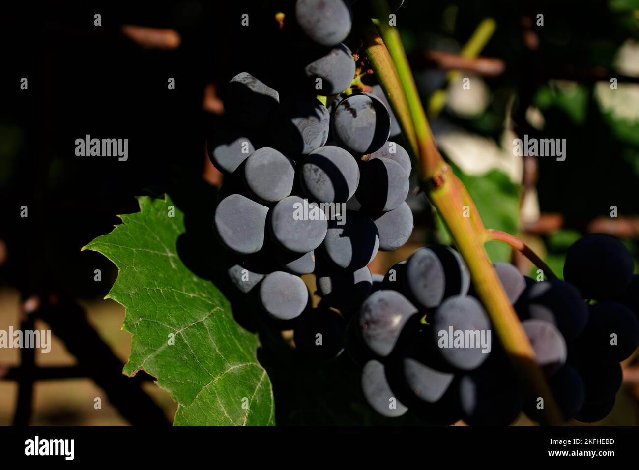 Grapes in vineyard, Isabella wine grapes. Rustic vineyard on an old
