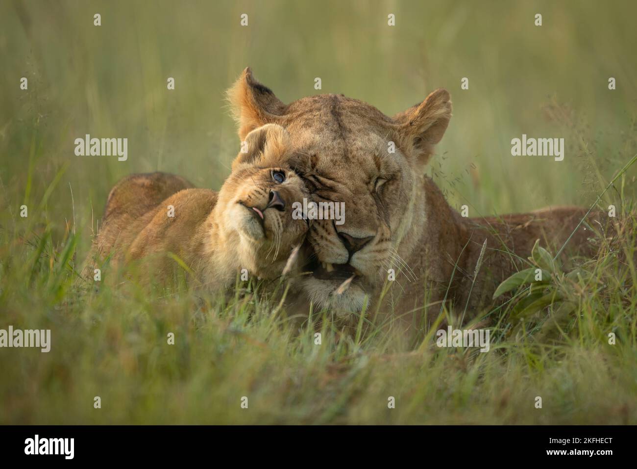 Lioness and lion cub greeting (Panthera leo Stock Photo - Alamy
