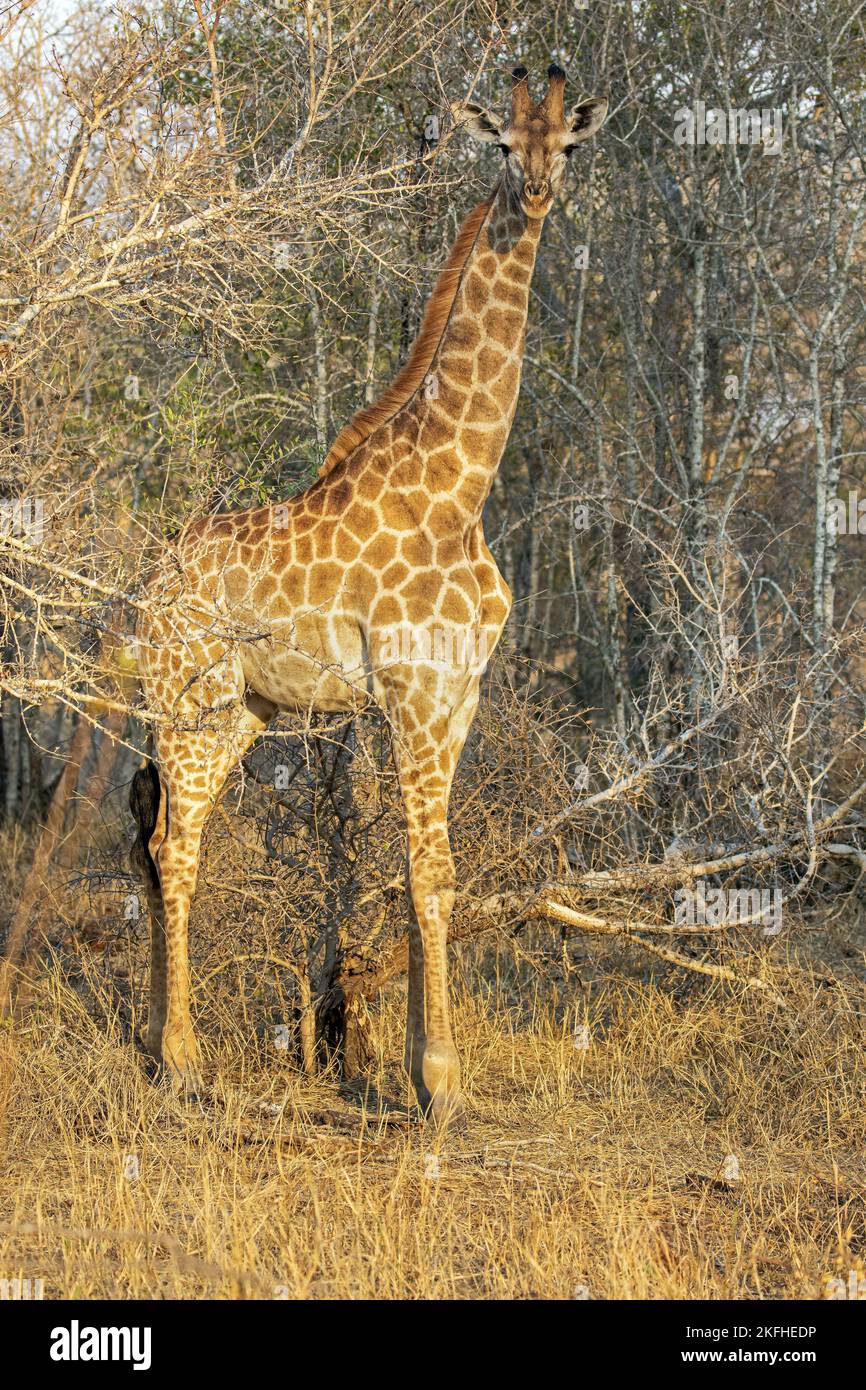 Yellow eye spots stands hi-res stock photography and images - Alamy