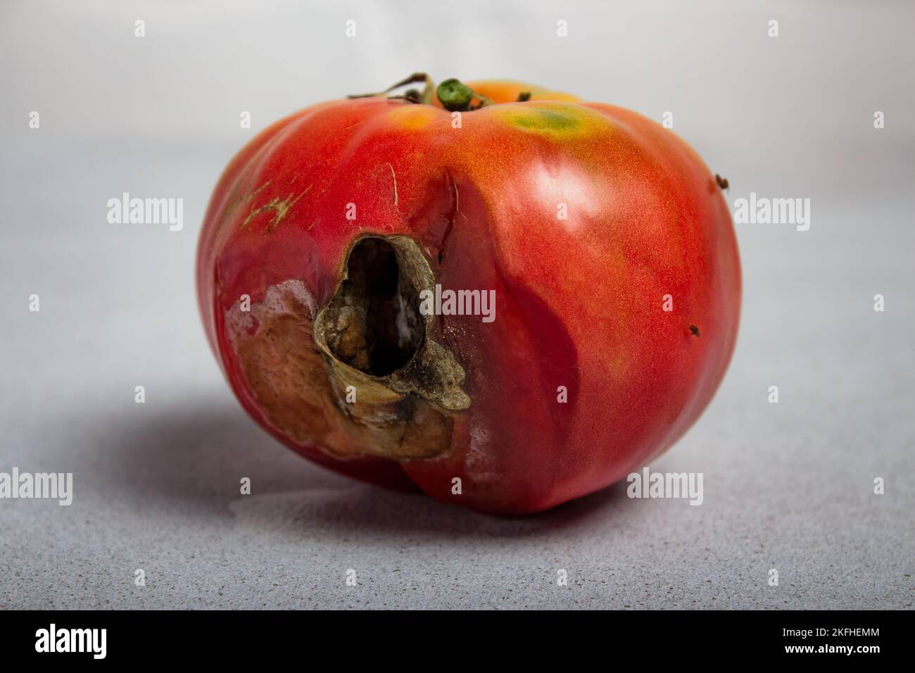 Rotten tomato. Rotten product. Spoiled food. Rotten vegetable. Broken tomato surface. Flies sitting on a rotten vegetable Stock Photo