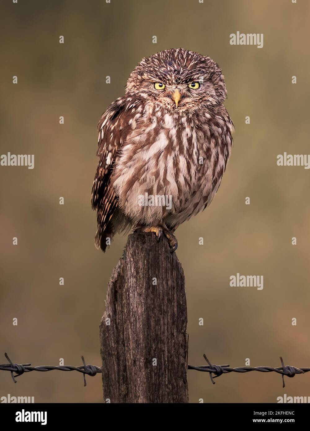 Grumpy little owl perched on a fence post looking at the camera Stock Photo