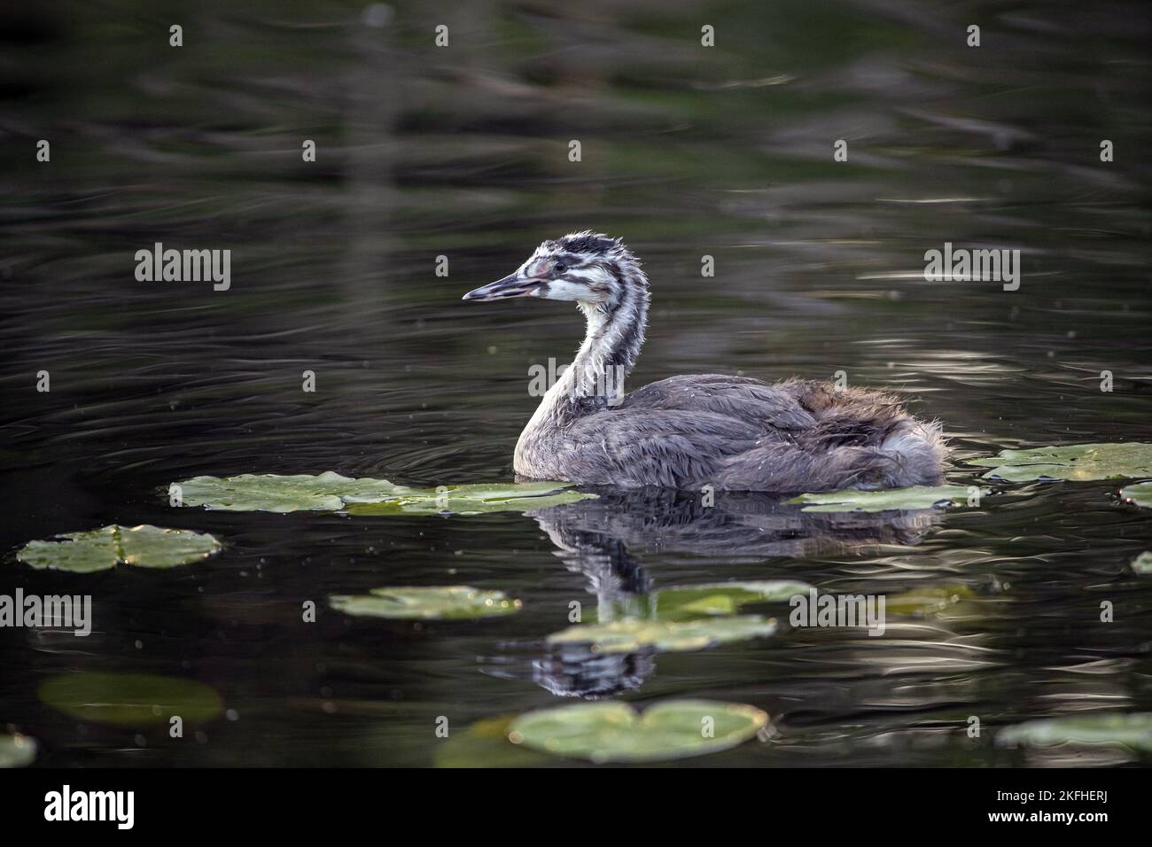 swimming Great Crested Grebe Stock Photo
