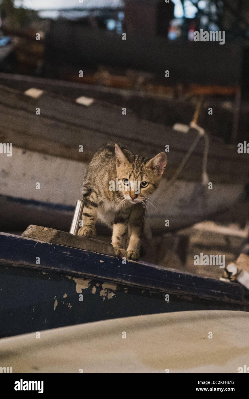 Sicilian Stray Cat at Night, Sicily Stock Photo Alamy