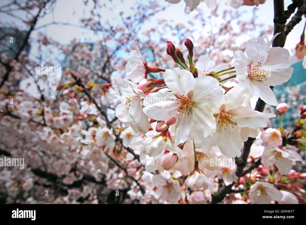 Full bloom hi-res stock photography and images - Alamy