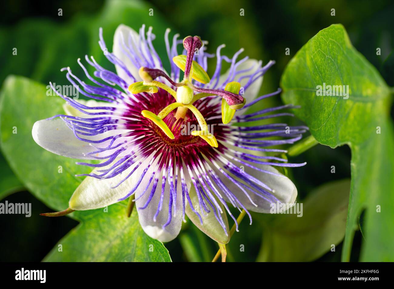 Passiflora caerulea flower closeup Stock Photo