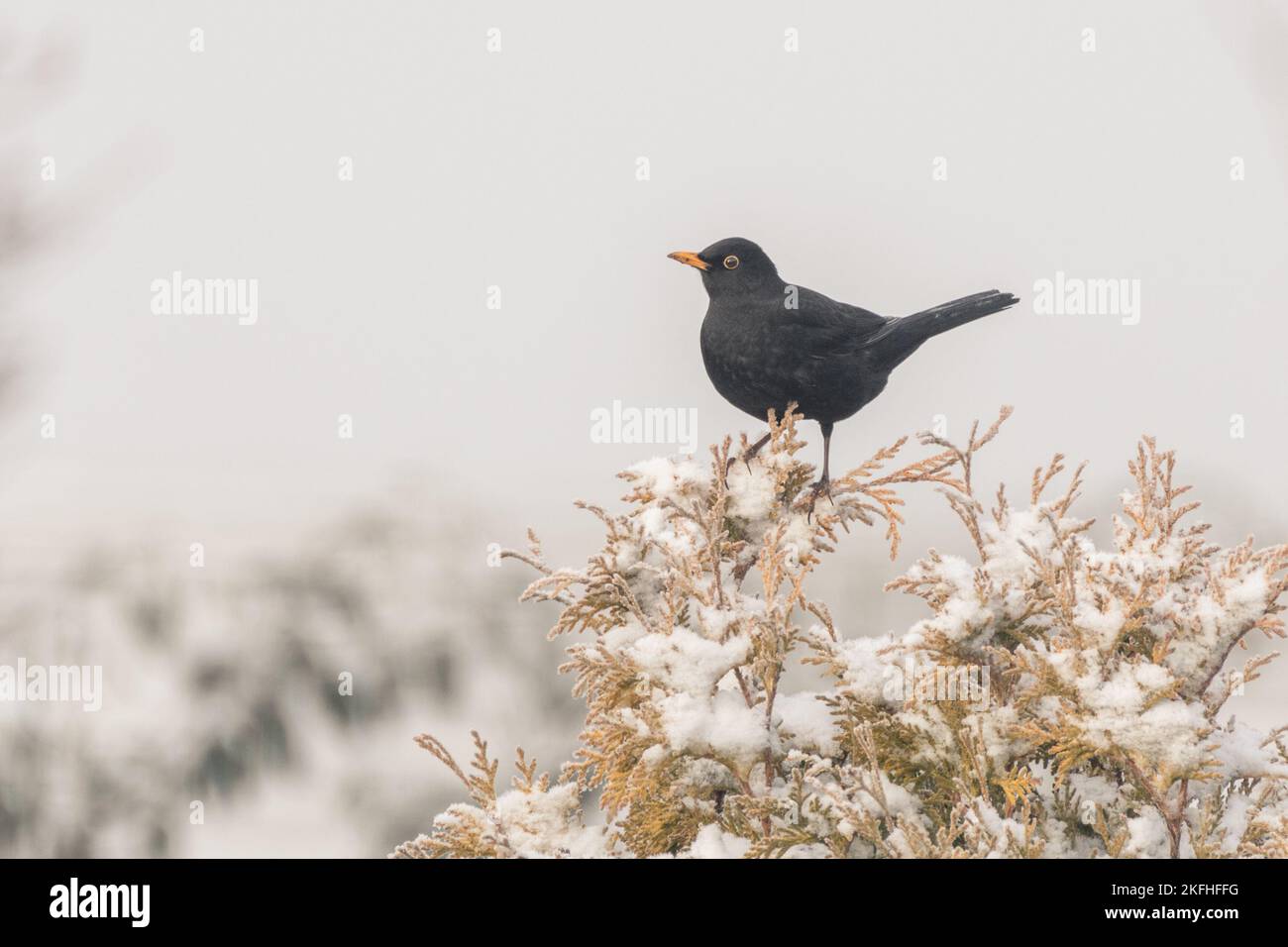 Male Blackbird posing on top of a snow capped conifer tree. White clear background with shallow depth of field Stock Photo