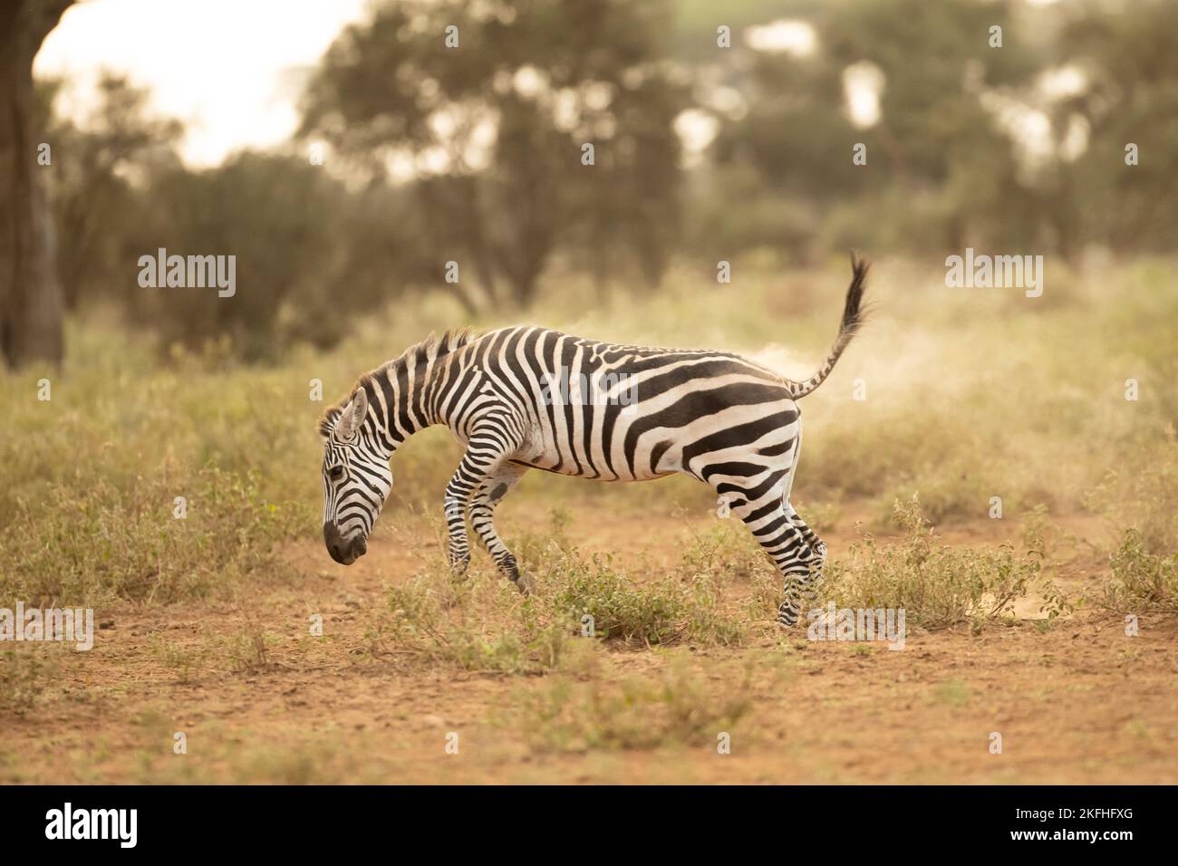 Grant's zebra (Equus quagga boehmi), running in Amboseli National Park Stock Photo