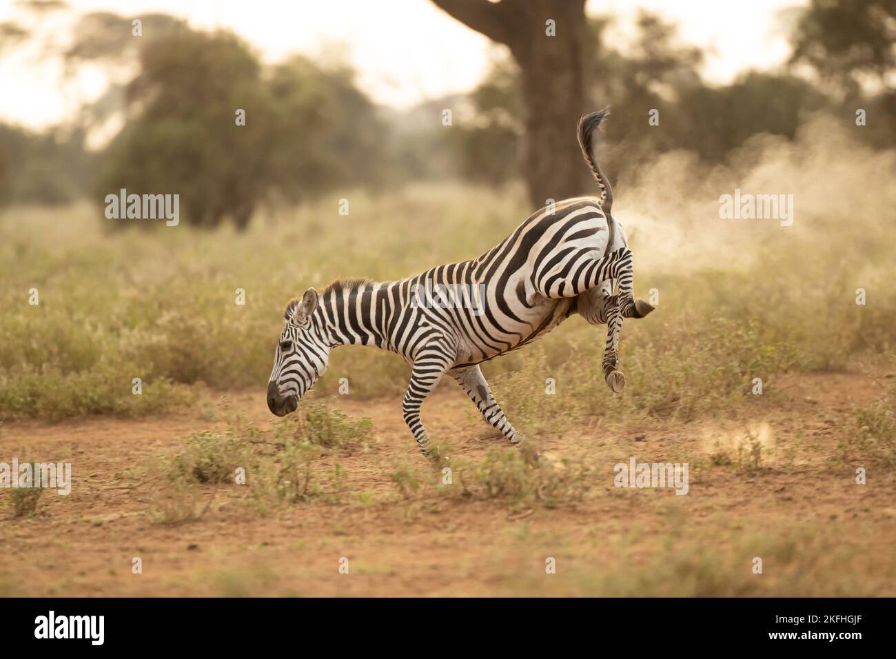 Grant's zebra (Equus quagga boehmi), running in Amboseli National Park Stock Photo