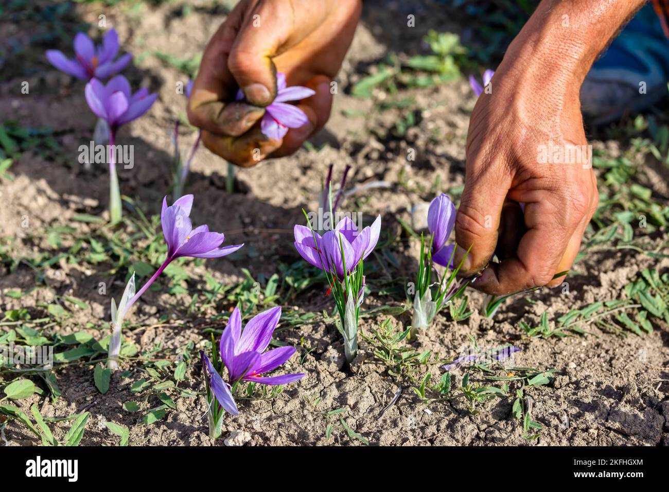 Worker harvesting crocus in a saffron field at autumn, closeup on the